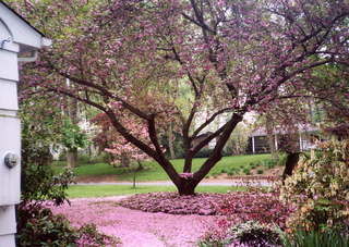 1092 4a1. John Schubel's purple snow