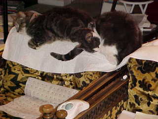 Brandon and Jack sleeping 3 - (cat)