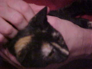 Maria in Dan's hands 2 - (cat)