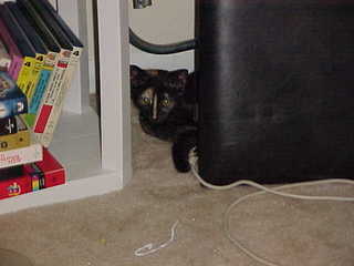 Maria peeking in corner - (cat)