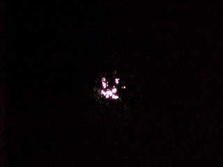 Full moon behind lots of leaves