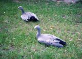 Australia  - birds