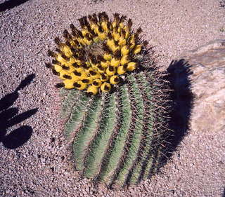 Big cactus