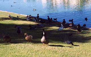 Ducks on the lake in Scottsdale