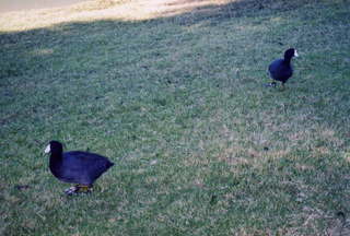 Greenbelt birds