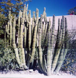 Big cactus at Tucson Desert Museum