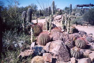 Barrel cacti at Tucson Desert Museum