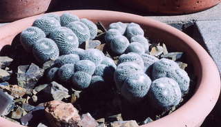 Pincushion cacti at Tucson Desert Museum