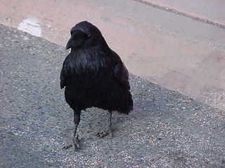 Bryce Canyon, raven 2