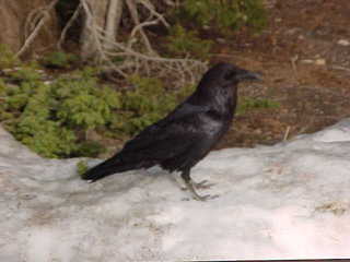 Bryce Canyon, raven 4 (B)