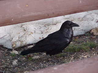 Bryce Canyon, raven 5