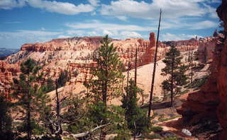 Bryce Canyon hoodoos behind trees