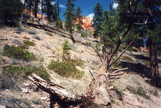 Bryce Canyon hoodoos 9 top