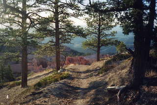 Bryce Canyon woods trail