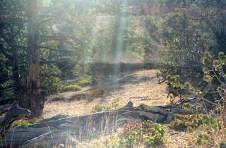 Bryce Canyon rays of sun in the woods