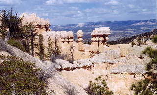 Bryce Canyon tree seen under a rock