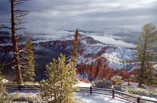 Bryce Canyon middle-finger dead tree