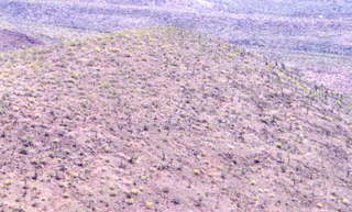 Saguaro cactus on hillside zoom