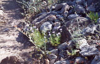 Sedona Airport hike pretty flowers