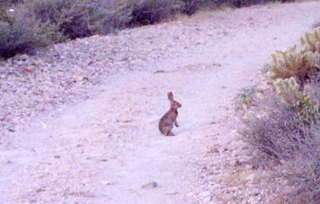 Lost Dog Wash rabbit up close