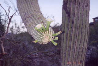 Lost Dog Wash cactus flower closer