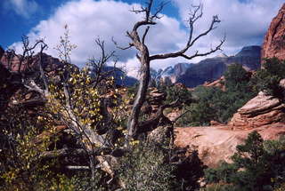 Zion National Park