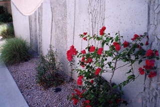 Scottsdale Freeway bike path 2