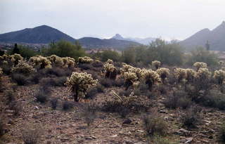 Sunrise Trail, cactus