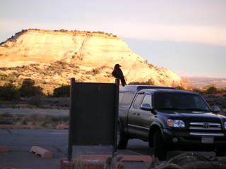 Canyonlands National Park - raven