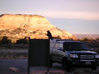 Canyonlands National Park - raven