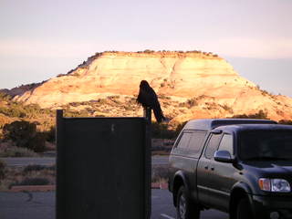Canyonlands National Park - raven