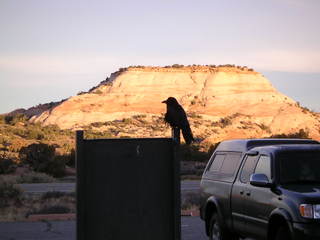 Canyonlands National Park - raven
