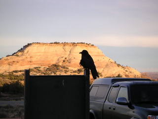 Canyonlands National Park - raven