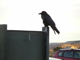 Canyonlands National Park - raven