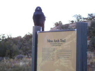 Canyonlands National Park - raven