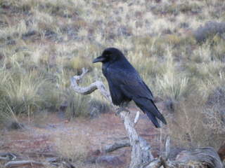 Canyonlands National Park - raven