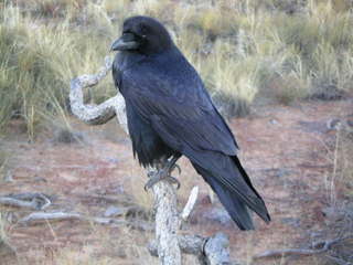 Canyonlands National Park - raven
