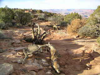 Canyonlands National Park - Grand View Point Overlook