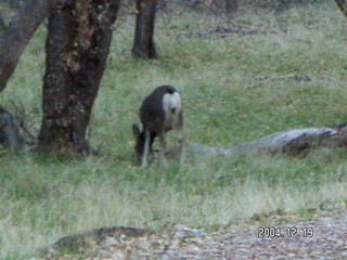 Zion National Park -- Pa'rus trail -- grassy terrain