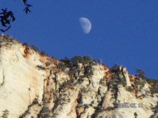 Full moon behind lots of leaves