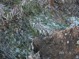 Zion National Park -- Watchman trail frosty, snowy vegetation