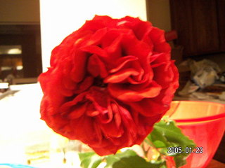 1228 5bm. rose