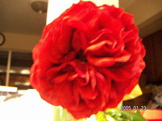 1229 5bm. rose