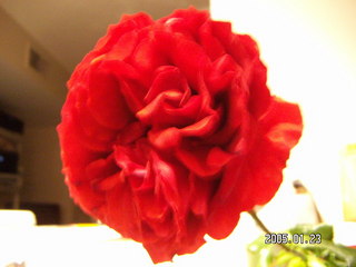 1230 5bm. rose