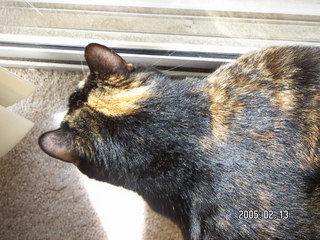 1275 5cd. Maria - (cat)