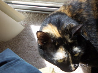 1276 5cd. Maria - (cat)