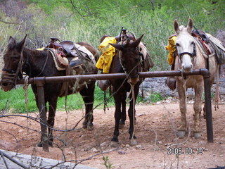 Grand Canyon -- mules at Indian Garden -- Bright Angel