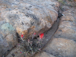 Canyonlands National Park -- Lathrop Trail -- red flower