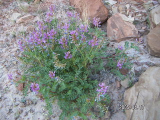 Canyonlands National Park -- Lathrop Trail -- purple flowers