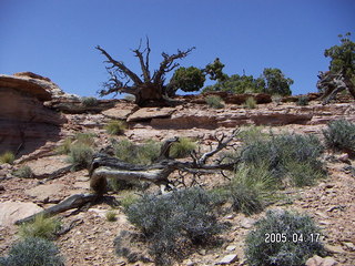 Canyonlands National Park -- Lathrop Trail